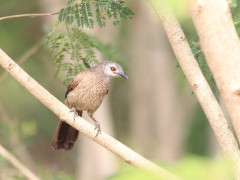 Brown babbler