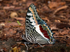 Charaxes castor.
