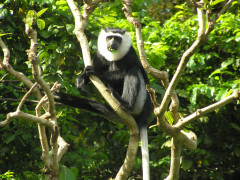 Colobus monkey