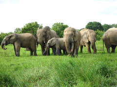 African elephants