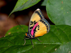 Euphaedra crockeri.