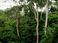 Kakum National Park in Ghana