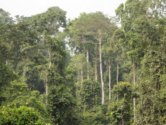 Kakum National Park in Ghana