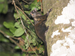 Lord Derby's anomalure