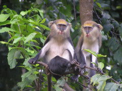 Mona monkey in Ghana