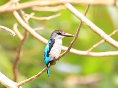Woodland kingfisher