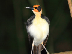 Yellow-headed picatharte