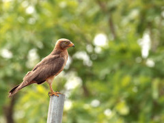 Grasshopper buzzard