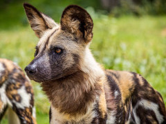 Wild dog in South Africa