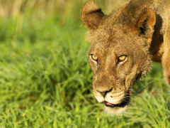 Lioness in South Africa