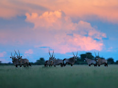 Oryx in South Africa