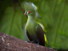 Green turaco