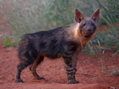 Juvenile brown hyena