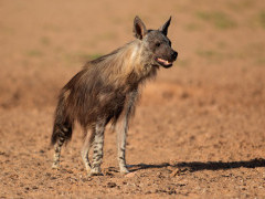 Brown hyena