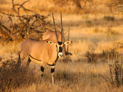 Beisa oryx in Kenya