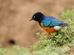 Colourful superb starling in Kenya