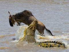 Crocodile attacking wildebeest in the Mara River, Kenya during the annual migration