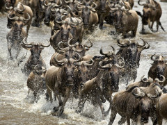 Wildebeest migration crossing the Mara River in Kenya