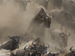 Wildebeest migration crossing the Mara River in Kenya.