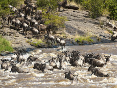 Wildebeest migration crossing the Mara River in Kenya.