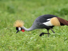 Grey crowned crane in Kenya
