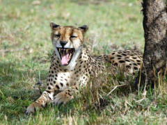 Cheetah in Kenya.