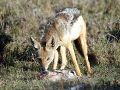Jackal in Kenya.