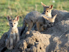 Jackal pups in Kenya.