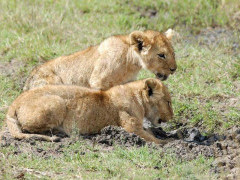Lion cubs in Kenya.