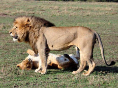 Lion in Kenya.