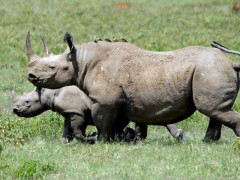 Rhino in Kenya.