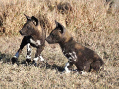 African wild dog in Kenya.