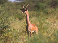 Male gerenuk in Kenya.