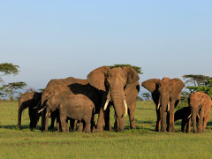 Elephant herd in Masai Mara National Reserve, Kenya.