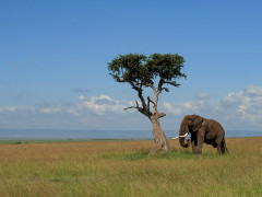 Elephant in Masai Mara National Reserve, Kenya.