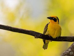 Baglafecht weaver in Kenya.