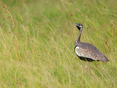 Black-bellied bustard in Kenya.