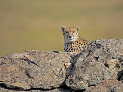 Cheetah in Masai Mara National Reserve, Kenya.