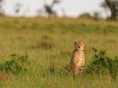 Cheetah in Masai Mara National Reserve, Kenya.