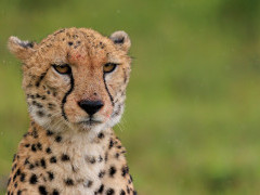 Cheetah in Masai Mara National Reserve, Kenya.