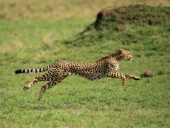 Cheetah in Masai Mara National Reserve, Kenya.