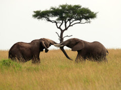 Elephant in Masai Mara National Reserve, Kenya.