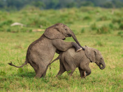Elephant in Masai Mara National Reserve, Kenya.