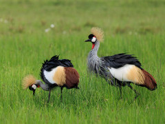 Grey-crowned crane in Kenya.