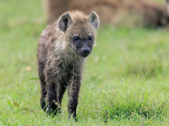 Hyena pup in Kenya.