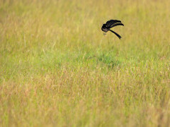 Jackson's widowbird in Kenya.