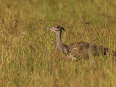 Kori bustard in Kenya.