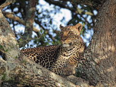 Leopard in Masai Mara National Reserve, Kenya.