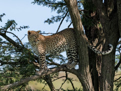 Leopard in Masai Mara National Reserve, Kenya.