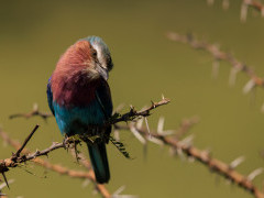 Lilac-breasted roller in Kenya.